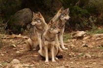 See wolves in their natural environment at Lobo Park