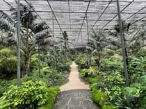 Step inside a Portuguese greenhouse at Estufa Fria