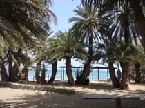 Explore the Vai Palm Forest