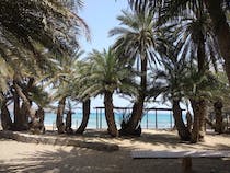 Explore the Vai Palm Forest