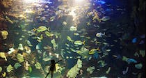 Explore the marine world at the Seaside Aquarium