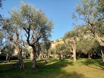Stroll among olive trees at Olivaie Garden
