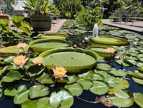 Explore the Stellenbosch University Botanical Garden