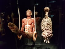 Learn how the body works at People Museum