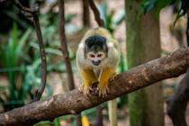 Enjoy a day out at the World of Birds Wildlife Sanctuary & Monkey Park
