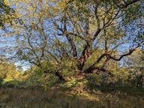 Take a walk through Marble Hill Park