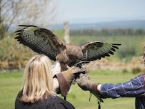 Experience Falconry Days