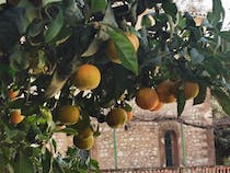 Enjoy the Cultural Vibes at Cafeteria Teatre Artà