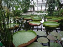 Get your nature on at The Botanical Garden Berlin