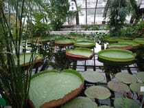 Get your nature on at The Botanical Garden Berlin