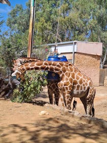 Spend a day at Safari Ramat Gan