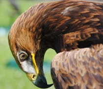 Experience the Thrill of Yarak Birds of Prey