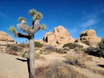 Explore the Unique Landscapes of Joshua Tree National Park