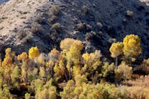 Explore the Scenic Trails at Big Morongo Canyon Preserve