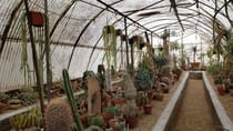 Explore the Desert Oasis at Moorten Botanical Garden