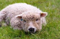 Baylham House Rare Breeds Farm