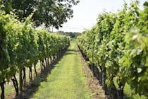Enjoy Wine and Scenic Views at Wölffer Estate Vineyard