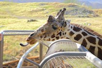 Explore the Desert Wildlife at The Living Desert Zoo and Gardens