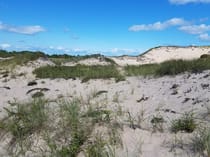 Explore Nature at Napeague State Park