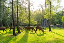 Explore New Forest Wildlife Park