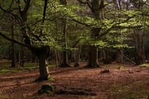 Slip away to New Forest National Park