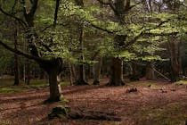 Slip away to New Forest National Park