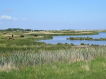 Oare Marshes Nature Reserve