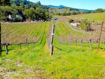 Explore the Sustainable Beauty of Benziger Family Winery