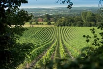 Explore Chapel Down's Wine Estate