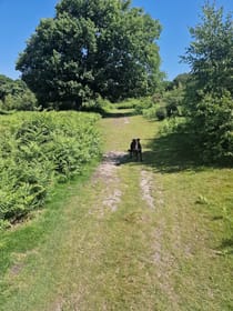 Explore Hothfield Heathlands Nature Reserve
