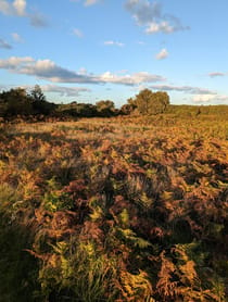 Explore Salthouse Heath