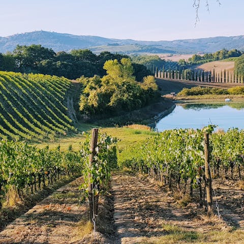 Sample some Chianti at one of the local vineyards