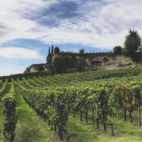 Immerse yourself in the enchanting beauty of France's Wine Country