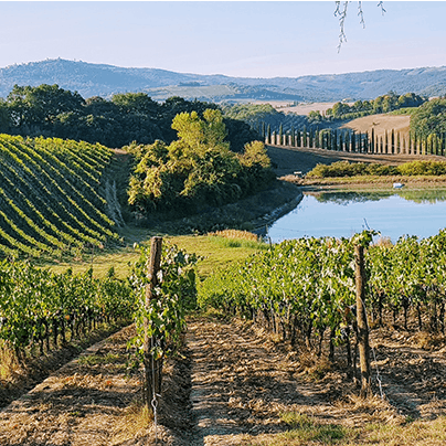 Enjoy a tour of a local vineyard, a must while in Tuscany