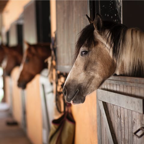 Saddle up for horseriding opportunities within a ten-minute drive of home