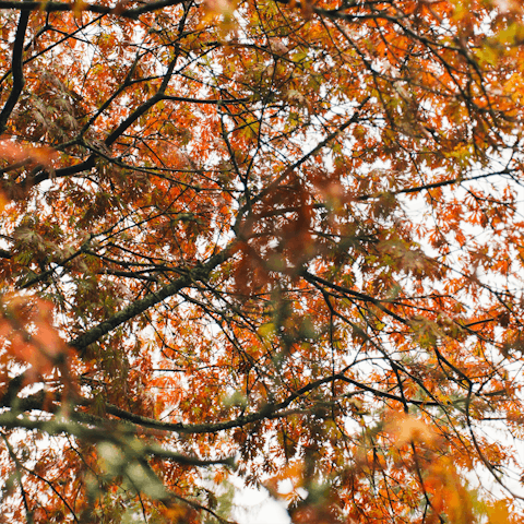 Switch off at Westonbirt Arboretum, a seven-minute drive from home