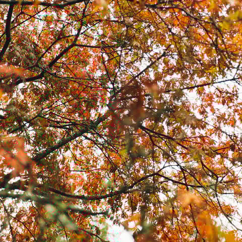 Switch off at Westonbirt Arboretum, a seven-minute drive from home