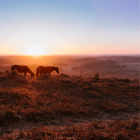 Visit the nearby New Forest – home to heather hills and wild ponies