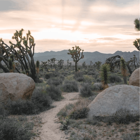 Explore Joshua Tree – Downtown is seven-minutes away