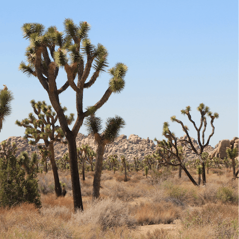 Explore the wild beauty of Joshua Tree National Park