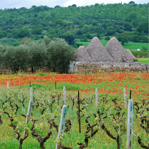 Tantalise your tastebuds on a tour of the Valle d'Itria