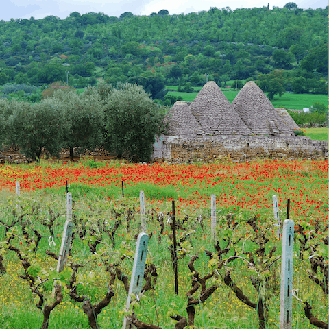 Tantalise your tastebuds on a tour of the Valle d'Itria