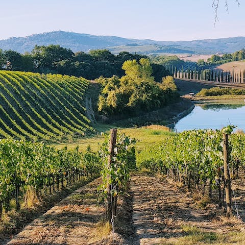 Drive forty-five minutes to the vineyards of Montepulciano