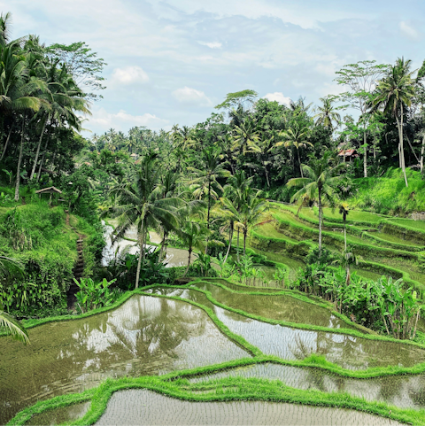 Hop on a scooter and explore the lush jungle of Ubud