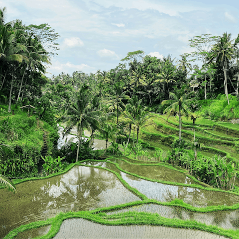 Hop on a scooter and explore the lush jungle of Ubud