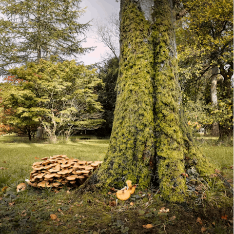 Spend a day exploring the nearby Westonbirt Arboretum