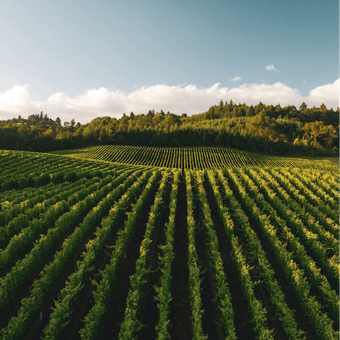 Stay in Pasa Robles, surrounded by California's wine country