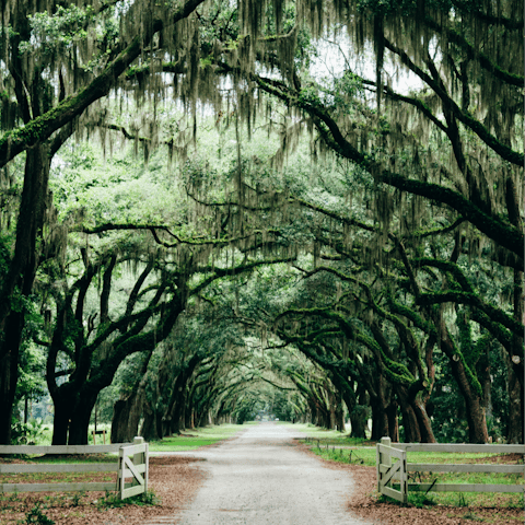 Explore the beautiful countryside of Savannah