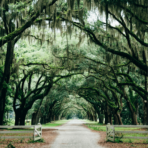 Explore the beautiful countryside of Savannah