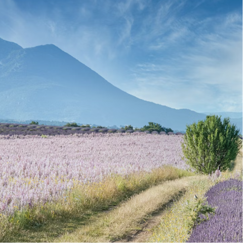 Explore the rural scenes of Provence, with St Rémy a short drive away